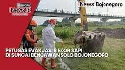 Video - 8 Ekor Sapi Dievakuasi Dari Sungai Bengawan Solo Bojonegoro, Diduga Terkait Wabah PMK