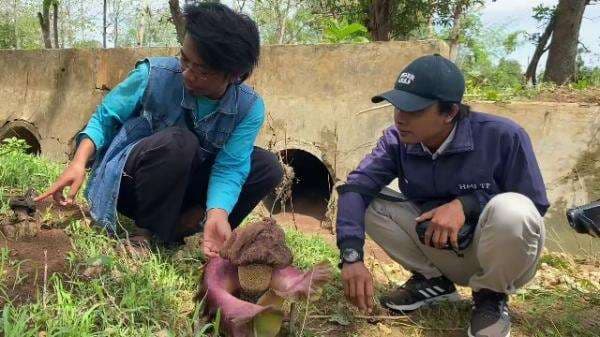 Heboh Penemuan Bunga Bangkai yang Mekar di Lahan Perhutani di Tuban