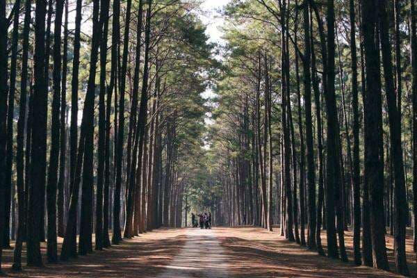 Hutan Pinus Sigrowong, Destinasi Wisata Alam Favorit di Temanggung