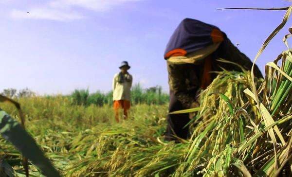 Nilai Tukar Petani Turun 1,40 persen per Januari 2026 