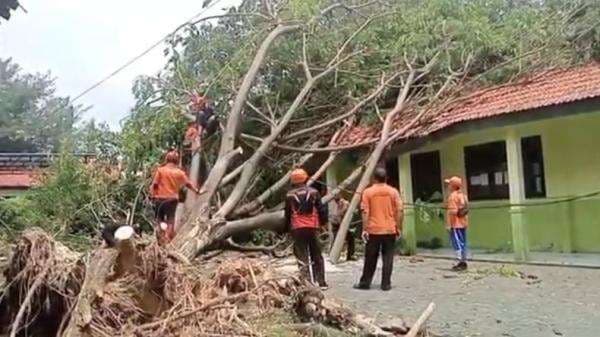 Angin Kencang Terjang Sampang, Puluhan Rumah Rusak dan Pohon Tumbang Timpa Sekolah Angin Kencang Terjang Sampang, Puluhan Rumah Rusak dan Pohon Tumbang Timpa Sekolah