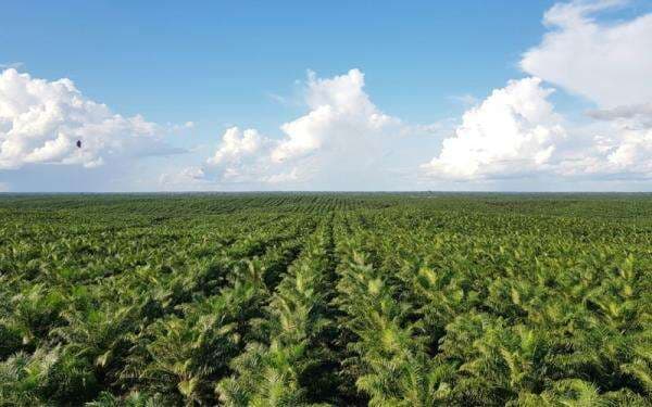 Grup Sampoerna Lepas SGRO ke POSCO, Ini Alasan di Baliknya