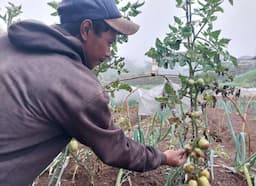 Diguyur Hujan dan Kabut, Tanaman Tomat di Kaki Gunung Gede Pangrango Membusuk