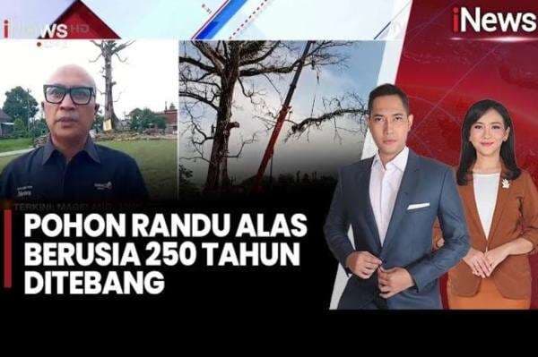 Dramatis! Momen Pohon Randu Alas Berusia 250 Tahun di Magelang Ditebang