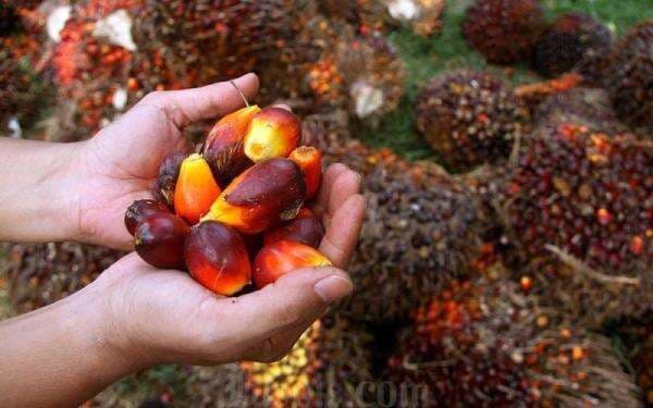 Tahap Lanjutan B40, Pemerintah Siapkan Penggunaan Bioavtur Berbasis Sawit