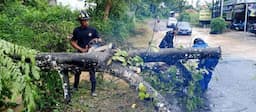 Pohon Tumbang Tutup Jalan, Damkar Kuningan Sigap Tangani Pemotongan