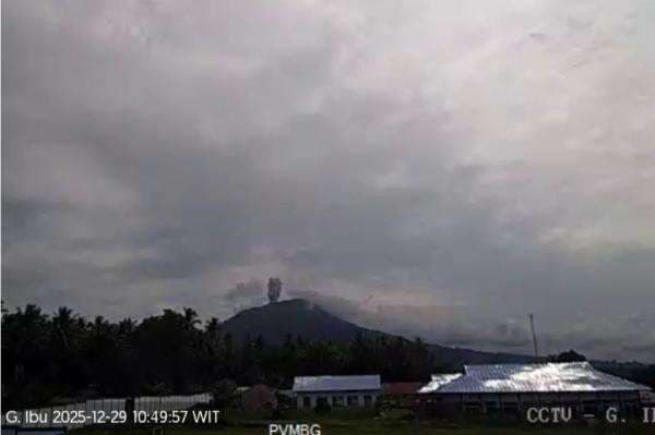 Gunung Ibu Meletus Hari Ini, Kolom Abu Capai 500 Meter dari Puncak