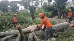 Mitigasi Pohon Tumbang, LPBI NU Kendal Tebang Pohon Randu di Gempolsewu