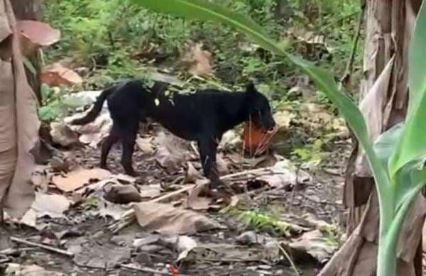 Viral Video Anjing Misterius Berkeliaran Bikin Resah Warga Ponorogo Viral Video Anjing Misterius Berkeliaran Bikin Resah Warga Ponorogo