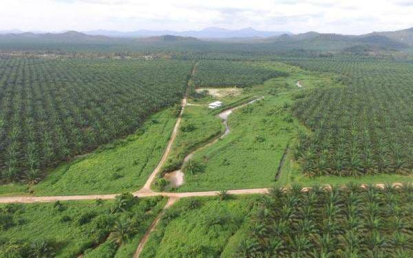 Austindo (ANJT) Hentikan Operasional Tiga Anak Usahanya Austindo (ANJT) Hentikan Operasional Tiga Anak Usahanya