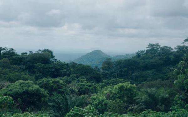 Satgas PKH Kuasai 4,09 Juta Hektare Kawasan Hutan, Mayoritas Sudah Dikembalikan ke Negara