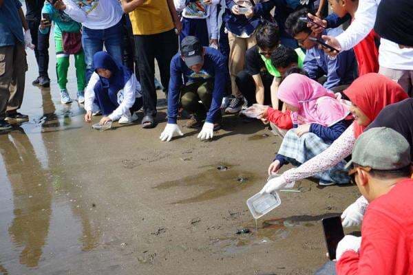 Berkomitmen Lestarikan Lingkungan, Kilang Cilacap Lepasliarkan Penyu di Pantai Teluk Penyu