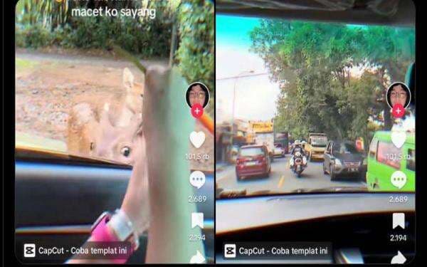 Viral! Pasangan Muda Manfaatkan Patwal untuk Hindari Macet, Mau Pacaran di Taman Safari