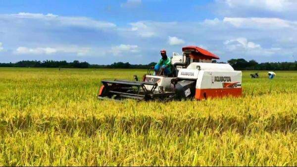 Harga Gabah Anjlok Saat Panen Raya, Petani Mengeluh ke Bupati Bojonegoro Harga Gabah Anjlok Saat Panen Raya, Petani Mengeluh ke Bupati Bojonegoro