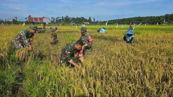 Dukung Program Ketahanan Pangan, Prajurit TNI Bantu Warga Panen Padi