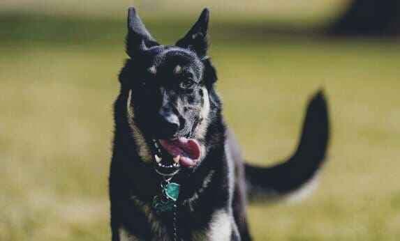 Enam Warga di Manggarai jadi Korban Ganasnya Anjing Rabies Enam Warga di Manggarai jadi Korban Ganasnya Anjing Rabies