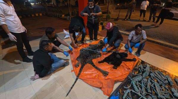 Polres Aceh Utara Tangkap Tiga Pelaku Penjual Kulit Harimau dan Beruang Madu