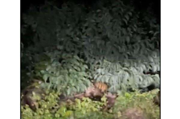 Geger! 3 Harimau Sumatra Berkeliaran di Pelalawan, Warga Diminta Waspada