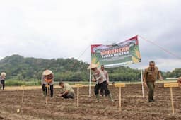 Wujudkan Ketahanan Pangan, Kuningan Targetkan 1.500 Hektare Lahan Ditanami Jagung