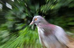 Burung Merpati Bisa Pulang dari Jarak Ratusan Kilometer, Otaknya Moncer