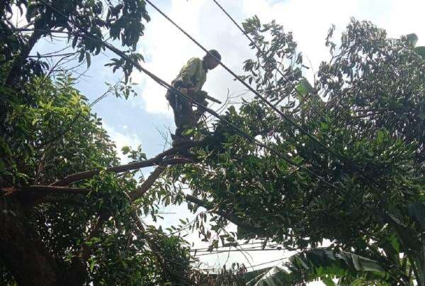 Pohon Beringin Tumbang di Kramat Jati Jaktim, Timpa Bus 