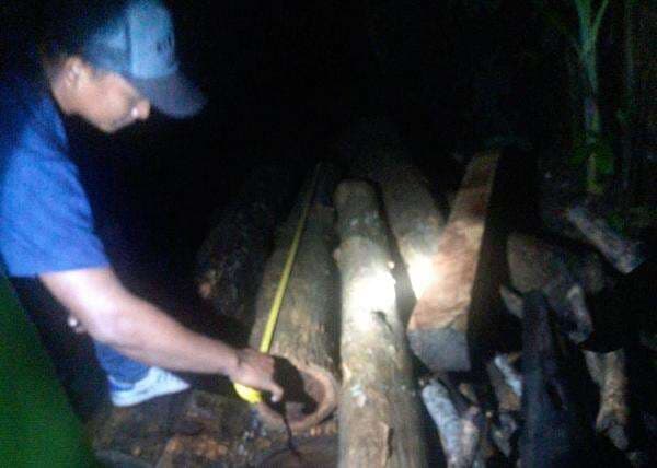 Aksi Pencurian Kayu Jati di Banyuwangi Berhasil Digagalkan Petugas, Pelaku Kabur