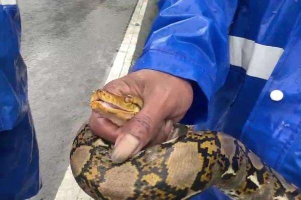 Kaget! Ular Sanca 2 Meter Muncul di Tengah Banjir Cilandak Jaksel