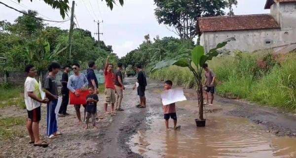 Geram Tak Kunjung Diperbaiki, Warga Rumpin Bogor Tanam Pohon Pisang di Kubangan Jalan Rusak