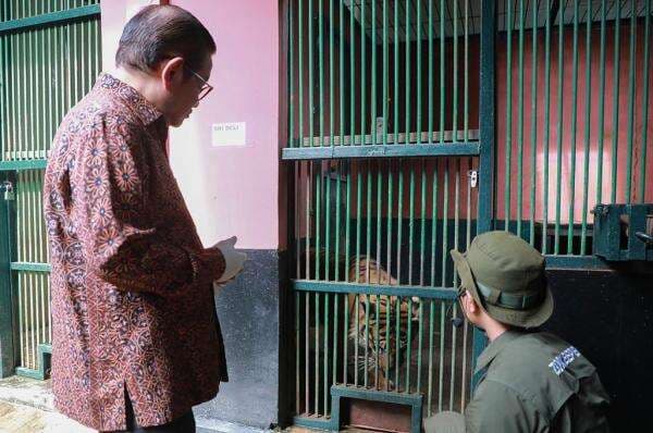 Pramono Cek Ragunan usai Viral Harimau Kurus: Sekarang Sudah Besar, Sehat