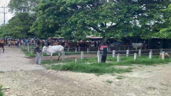 Wabah PMK Merebak, Pedagang Sapi di Tuban Khawatir dan Resah Jual Beli Menurun Drastis