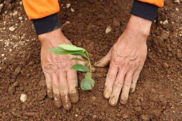 Cegah Bencana, BNPB Tanam 216.070 Pohon di 4 Daerah Pulau Jawa