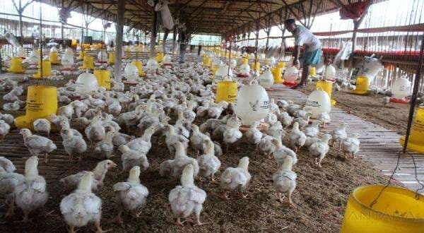 Danantara Mau Bangun 12 Pabrik Pakan dan Produksi Ayam Akhir Januari 2026
