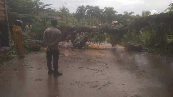 Dampak Cuaca Buruk Pohon Besar Tumbang di Jalan Pasar Malingping-Simpang Lebak Banten