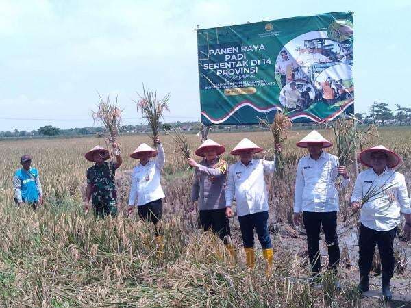Komitmen Bantu Swasembada Pangan Indonesia, Bupati Aep Pimpin Panen Raya Karawang Komitmen Bantu Swasembada Pangan Indonesia, Bupati Aep Pimpin Panen Raya Karawang