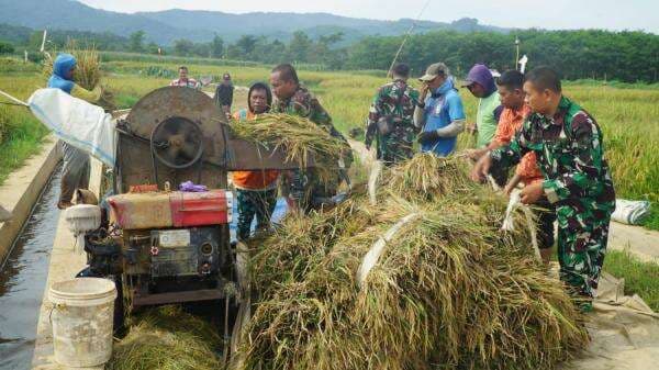 Kodim Pekalongan Panen Padi Protani di Karanganyar