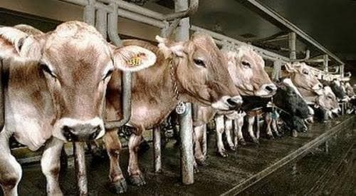 Asosiasi Pedagang Daging Mogok Berjualan Imbas Harga Sapi Naik, Ini Kata Pramono