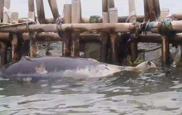 Heboh! Ikan Lumba-lumba Ditemukan Mati Tersangkut di Pagar Laut Bekasi