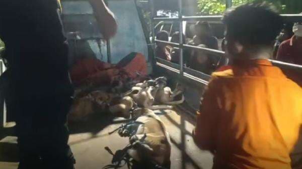 10 Anjing Peliharaan di Surabaya Makan Jasad Majikannya 10 Anjing Peliharaan di Surabaya Makan Jasad Majikannya