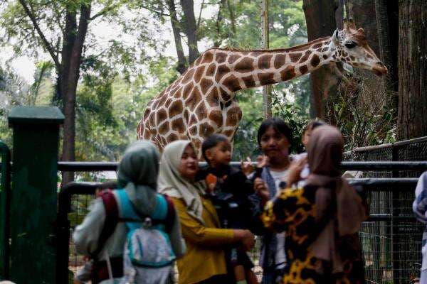 Ragunan Diserbu Wisatawan di Long Weekend Isra Miraj, Pengunjung Mulai Berdatangan
