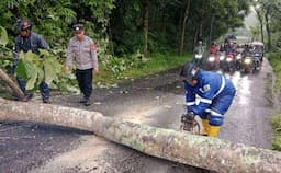 Hujan Lebat Picu Sejumlah Kejadian Pohon Tumbang di Kuningan, Tutup Akses Jalan