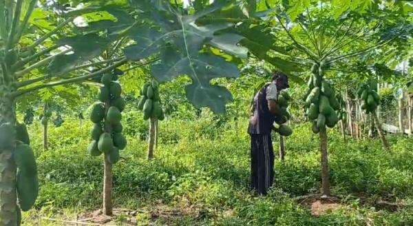 Cuan Budidaya Pepaya Madu, Petani di Pidie Jaya Aceh Raup Keuntungan Capai Jutaan Rupiah Perbulan