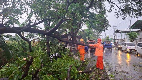 Diterjang Angin Kencang, Lima Pohon Tumbang di Pasuruan, Pengendara Motor Terluka