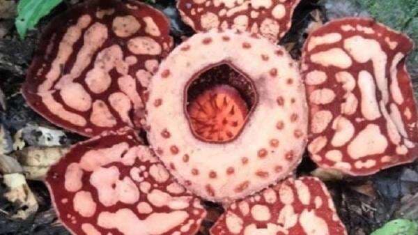 Apa Bedanya Rafflesia Hasseltii dan Rafflesia Arnoldi? Ternyata, Perbedaannya Bukan Sekadar Ukuran!