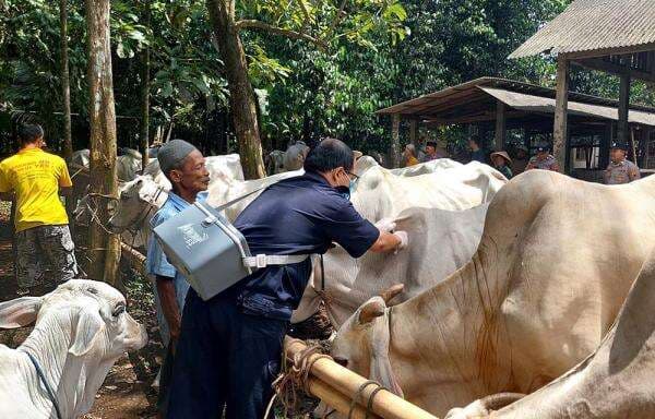 Antisipasi PMK, Distapang Kebumen Kebut Vaksinasi 