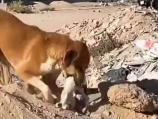 Bikin Terenyuh, Seekor Anjing di Gaza Kubur Sendiri Kucing yang Jadi Sahabatnya