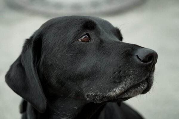 Keren! Anjing Pelacak di Bandara Jepang Bisa Deteksi Uang Tunai dalam Koper