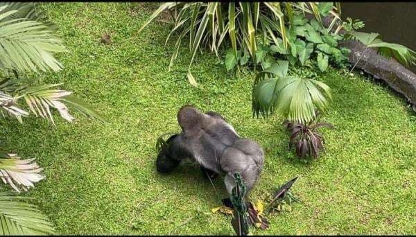 Atraksi Pemberian Makan Gorila jadi Daya Tarik Ragunan saat Libur Natal
