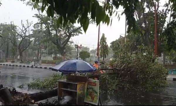 Hujan Deras dan Angin Kencang Tumbangkan Sejumlah Pohon di Lamongan