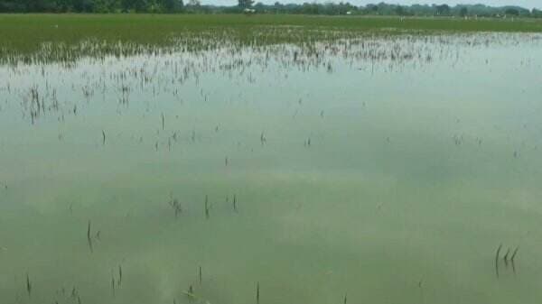 Tanggul Sungai Jebol, Ratusan Hektare Sawah Terendam Banjir