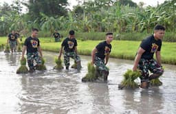 Prajurit Brigif 2 Marinir Tanam Padi, Dukung Ketahanan Pangan Nasional